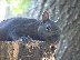 Black squirrel stops for a visit