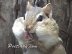 Chipmunk Video